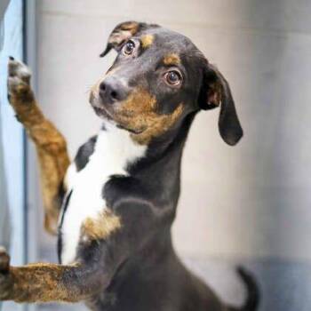 Labrador Retriever and Mixed Breed Dogs Available for Adoption in Atlanta, Georgia - Dopey | PetCurious