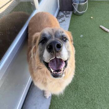 Saint Bernard and Mixed Breed Dogs Available for Adoption in Cody, Wyoming - Leo | PetCurious