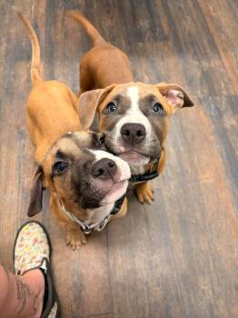 Spirit -  Boxer Dog for Adoption in St. Augustine, Florida - Spirit | PetCurious