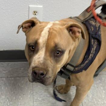 Paco -  Pit Bull Terrier Dog for Adoption in Taos, New Mexico - Paco | PetCurious