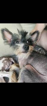 Rescue Terrier Dogs for Adoption in Lewis Center, Ohio - Frank | PetCurious