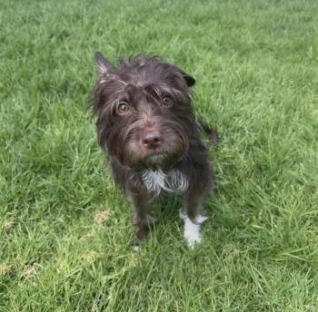 Mokah -  Cockapoo and Terrier Dog for Adoption in Mission Viejo, California - Mokah | PetCurious