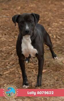 Lolly -  American Bulldog Dog for Adoption in Mobile, Alabama - Lolly | PetCurious