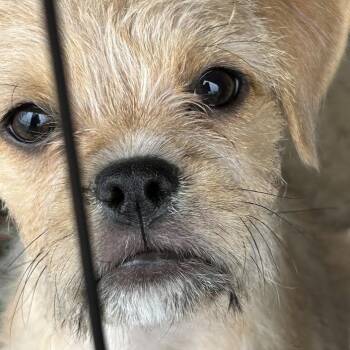 Harper -  Pug and Terrier Dog for Adoption in Alma, Wisconsin - Harper | PetCurious