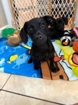 Dachshund and Mixed Breed Dogs Available for Adoption in Orlando, Florida - Maddie | PetCurious
