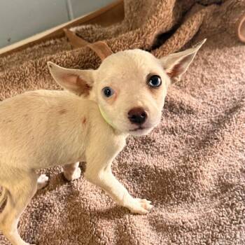 Elvira -  Chihuahua Dog for Adoption in Goleta, California - Elvira | PetCurious