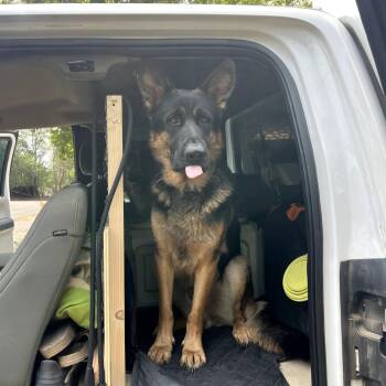 Riot Rocky (Reclaimed) -  German Shepherd Dog Dog for Adoption in New Orleans, Louisiana - Riot Rocky (Reclaimed) | PetCurious