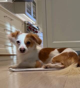 Chihuahua Dogs Available for Adoption - Paloma And Bianca | PetCurious