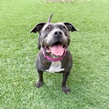 Betsy -  Pit Bull Terrier Dog for Adoption in Agoura Hills, California - Betsy | PetCurious