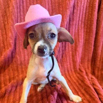 McFlurry -  Chihuahua Dog for Adoption in Chicago, Illinois - McFlurry | PetCurious