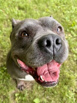 Cash -  American Bully Dog for Adoption in Midland, Michigan - Cash | PetCurious