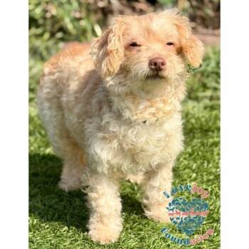 Maltipoo Dogs Available for Adoption - Maizie COH | PetCurious