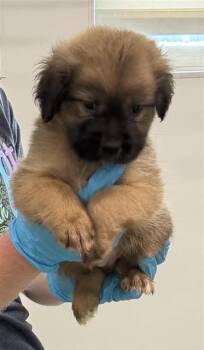 FRENCH FRY -  American Staffordshire Terrier Dog for Adoption in San Antonio, Texas - FRENCH FRY | PetCurious