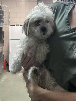 A176580 -  Mixed Breed Dog for Adoption in Santa Fe, New Mexico - A176580 | PetCurious