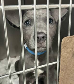 Labrador Retriever Dogs Available for Adoption - Carter | PetCurious