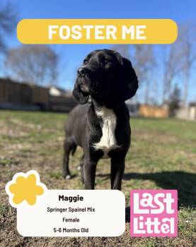 English Springer Spaniel Dogs Available for Adoption in Clarksburg, Ontario - Maggie | PetCurious