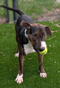 BODDENS -  Mixed Breed Dog for Adoption in Jacksonville, Florida - BODDENS | PetCurious