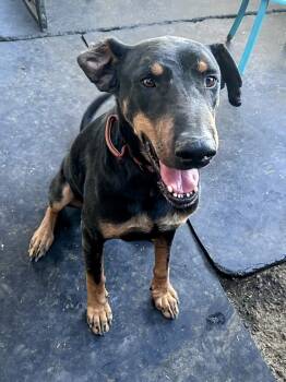 Rescue Doberman Pinscher Dogs for Adoption in Tucson, Arizona - Kazo | PetCurious