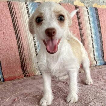Chihuahua Dogs Available for Adoption in Marfa, Texas - Clover | PetCurious