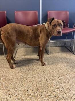 BROWNIE -  Staffordshire Bull Terrier and Pit Bull Terrier Dog for Adoption in Doral, Florida - BROWNIE | PetCurious