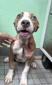LAYLA -  Pit Bull Terrier Dog for Adoption in Killeen, Texas - LAYLA | PetCurious
