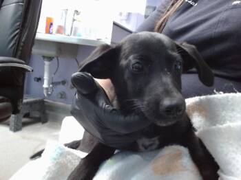 SARA LEE -  Labrador Retriever and Mixed Breed Dog for Adoption in Albuquerque, New Mexico - SARA LEE | PetCurious