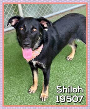 SHILOH (also see MABLE) -  Shepherd Dog Available for Adoption in Marietta, Georgia - SHILOH (also See MABLE) | PetCurious