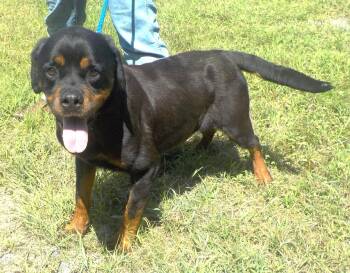 260938  Daisy -  Rottweiler Dog for Adoption in Wetumpka, Alabama - 260938  Daisy | PetCurious