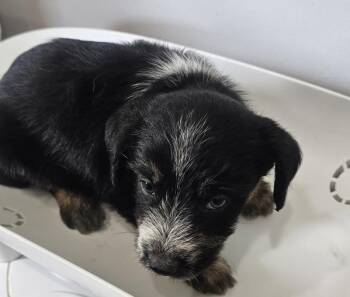 Hammett -  Terrier Dog for Adoption in Cleveland, Tennessee - Hammett | PetCurious