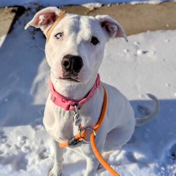 Rescue American Staffordshire Terrier and Husky Dogs for Adoption in Grand Rapids, Michigan - Princess Blue | PetCurious