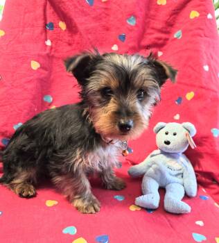 Yorkshire Terrier Dogs Available for Sale - Bill  | PetCurious