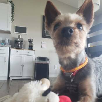 Yorkshire Terrier Dogs Available for Adoption in Marana, Arizona - Gerald  | PetCurious
