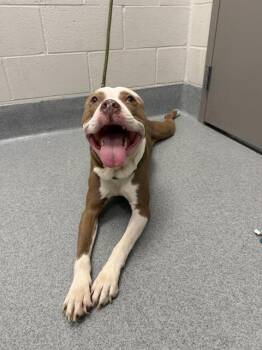 SMILEY -  Pit Bull Terrier Dog for Adoption in Indianapolis, Indiana - SMILEY | PetCurious