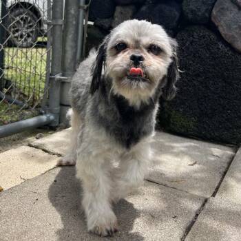 Katie -  Shih Tzu and Mixed Breed Dog for Adoption in Keaau, Hawaii - Katie | PetCurious