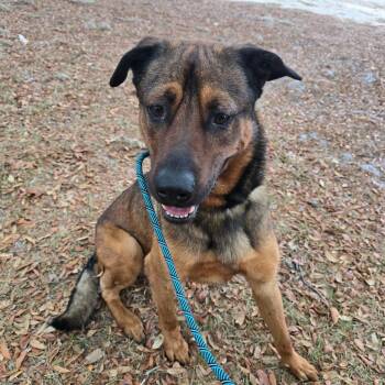 Shepherd Dogs Available for Adoption in Williston, Florida - Barron | PetCurious