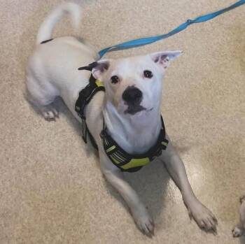 Rescue Mixed Breed Dogs for Adoption in Youngstown, Ohio - Pedro | PetCurious