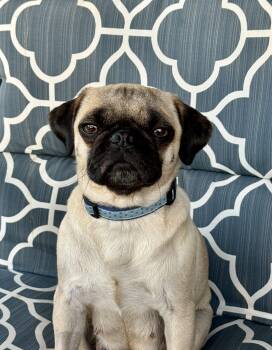 Pug Dogs Available for Adoption - Daisy "Mama" | PetCurious