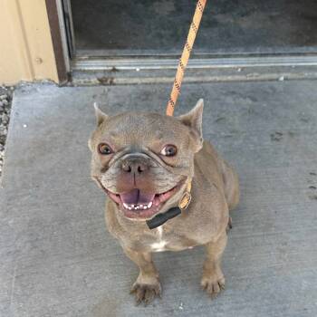 Rescue French Bulldog Dogs for Adoption in Loves Park, Illinois - BUTTER BEAN | PetCurious
