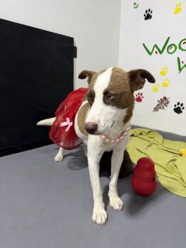 Labrador Retriever Dogs Available for Adoption in The Woodlands, Texas - Jinny | PetCurious