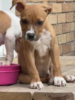 Felon -  Mixed Breed Dog for Adoption in Wyoming, Michigan - Felon | PetCurious