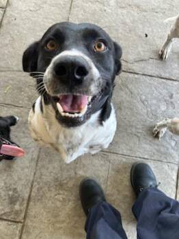 URSULA -  Mixed Breed Dog for Adoption in Dallas, Texas - URSULA | PetCurious