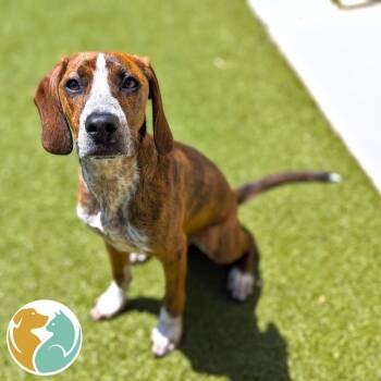 T-Rex -  Beagle and Hound Dog Available for Adoption in Toledo, Ohio - T-Rex | PetCurious