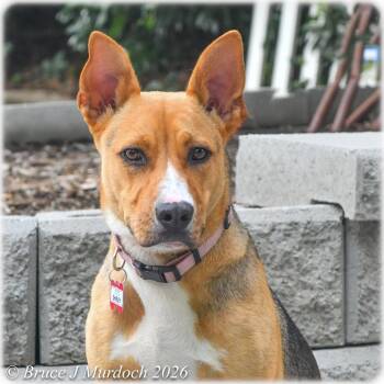 Shirley -  Hound Dog for Adoption in Wake Forest, North Carolina - Shirley | PetCurious