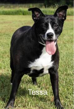 Tessa -  Mixed Breed Dog for Adoption in Irwin, Pennsylvania - Tessa | PetCurious