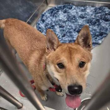 Mixed Breed Dogs Available for Adoption in Davenport, Iowa - Famous | PetCurious