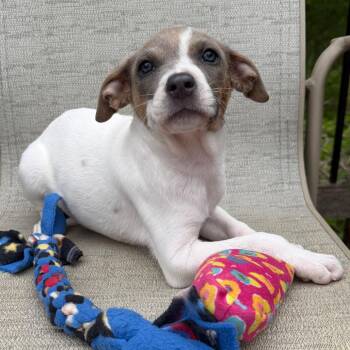 Terrier Dogs Available for Adoption in Minneapolis, Minnesota - Denmark | PetCurious