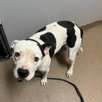 Brody -  Mixed Breed Dog for Adoption in Chattanooga, Tennessee - Brody | PetCurious