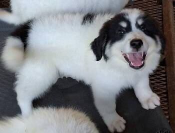 Hugo -  Great Pyrenees and Australian Shepherd Dog for Adoption in Mcconnelsville, Ohio - Hugo | PetCurious