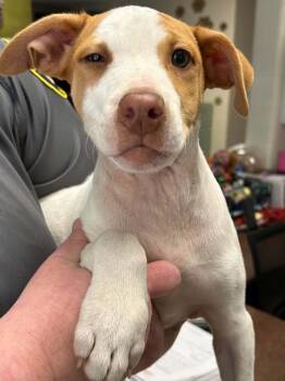 Rusty -  Pit Bull Terrier Dog for Adoption in Burlington, Iowa - Rusty | PetCurious