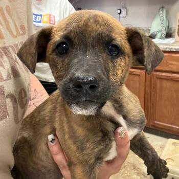 Mixed Breed Dogs Available for Adoption in Walker, Michigan - Bryson | PetCurious